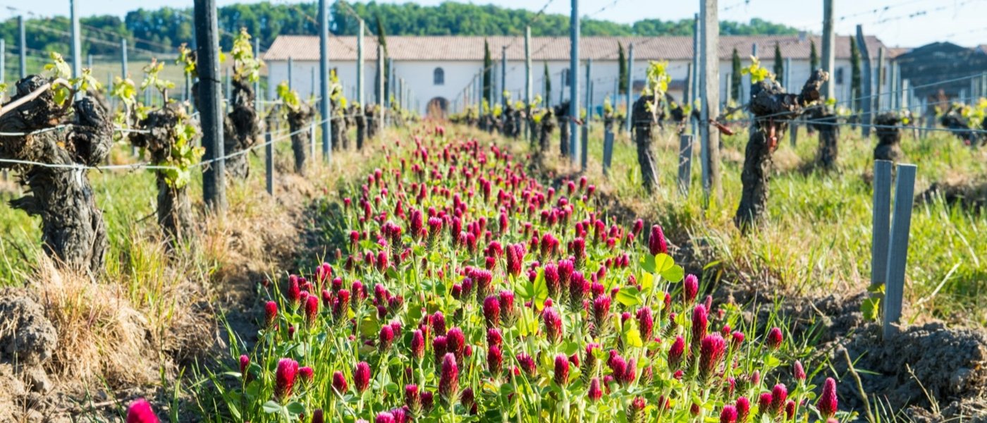 Organic vineyard